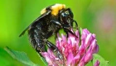 Eine Tonerde-Hummel beim Fressen.