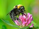 Eine Tonerde-Hummel beim Fressen.