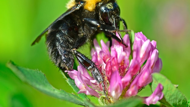 Eine Tonerde-Hummel beim Fressen.