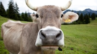 Rinder, die in Vorarlberg den Sommer auf der Alpe verbringen, sind besonders gefährdet für eine ...
