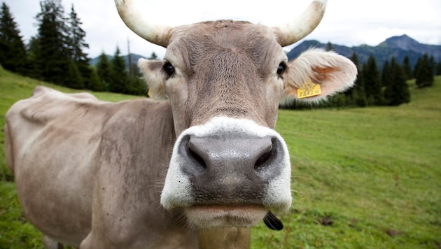 Rinder, die in Vorarlberg den Sommer auf der Alpe verbringen, sind besonders gefährdet für eine ...