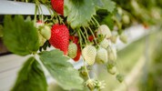 Trotz Maßnahmen schadete die Kälte Erdbeeren besonders