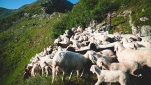 Schafe eignen sich aufgrund ihrer Trittsicherheit und Kälteresistenz zur Bewirtschaftung von ...