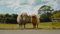„Glennkill“, der erste Schafskrimi von Leonie Swann, ist gerade als Film ins Kino gekommen. ...