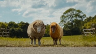 „Glennkill“, der erste Schafskrimi von Leonie Swann, ist gerade als Film ins Kino gekommen. ...