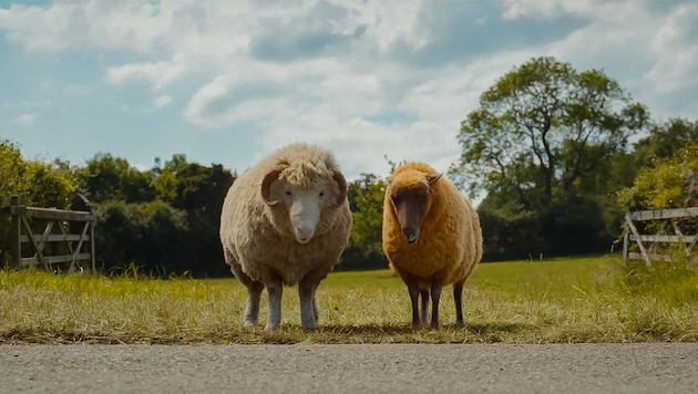 „Glennkill“, der erste Schafskrimi von Leonie Swann, ist gerade als Film ins Kino gekommen. ...