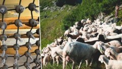 Die Spitzen am Netz sollen Angreifer abwehren.
