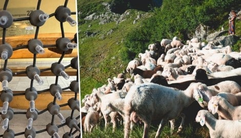 Die Spitzen am Netz sollen Angreifer abwehren.