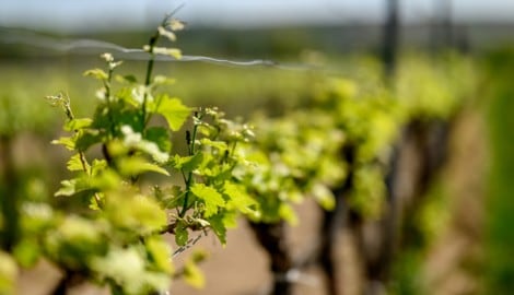 Der Grundstein für einen hochwertigen edlen Tropfen: ein gesunder und gut gepflegter Rebstock