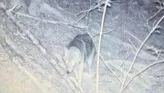 Dieser Wolf wurde von der Wildkamera abgelichtet.