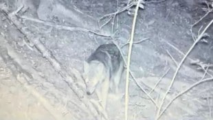 Dieser Wolf wurde von der Wildkamera abgelichtet.