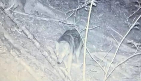 Dieser Wolf wurde von der Wildkamera abgelichtet.