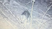 Dieser Wolf wurde von der Wildkamera abgelichtet.