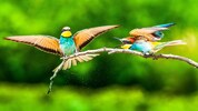 Die Fotokunst von Friedhuber bezaubert und beeindruckt zugleich. Seine Tieraufnahmen verraten ...