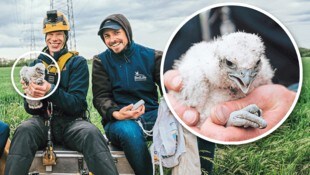 Die Ornithologen Richard Zink und Johannes Hohenecker (v.li.) bei der Beringung der Jungvögel