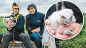 Die Ornithologen Richard Zink und Johannes Hohenecker (v.li.) bei der Beringung der Jungvögel
