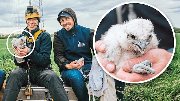 Die Ornithologen Richard Zink und Johannes Hohenecker (v.li.) bei der Beringung der Jungvögel