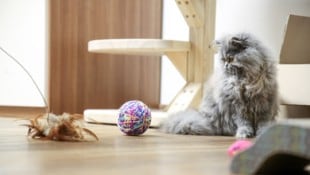Wurde eine Katze zum Spielball? Darum ging es in einem skurrilen Prozess am Landesgericht.