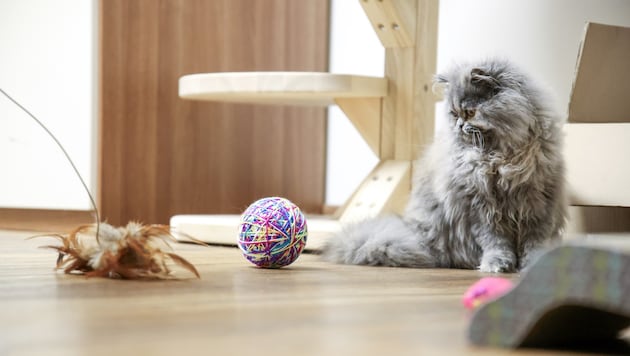 Wurde eine Katze zum Spielball? Darum ging es in einem skurrilen Prozess am Landesgericht.