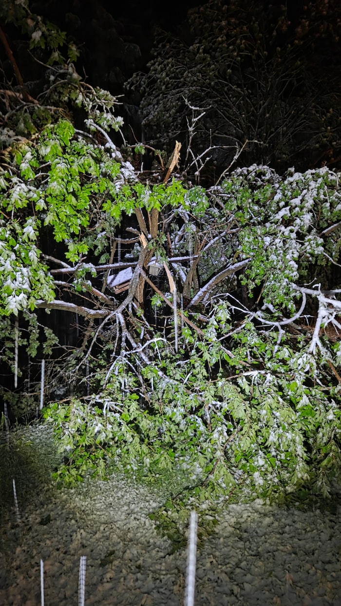 Der schwere Schnee bricht die Äste einiger Bäume, die durch ihre grünen Blätter noch mehr ...