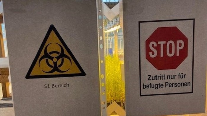 Im mit der Genschere veränderten Pflanzen dürfen nur im Glashaus gezogen werden.