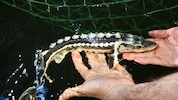 Die charakteristischen Knochenplatten des Störs haben sich seit dem Zeitalter der Dinosaurier ...