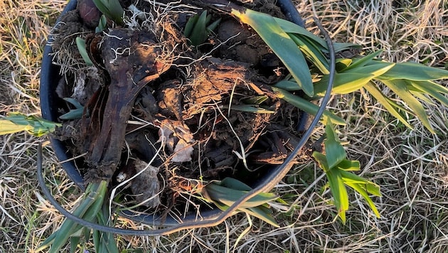 Herbstzeitlosen werden zum Problem in der Landwirtschaft