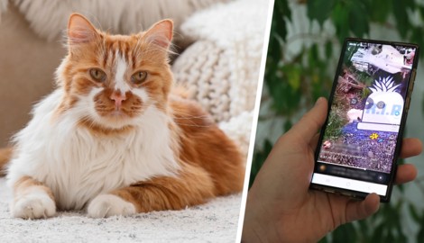 Vier Männer haben eine wehrlose Katze (Symbolbild) in Brixen auf grausame Weise getötet und das ...