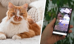 Vier Männer haben eine wehrlose Katze (Symbolbild) in Brixen auf grausame Weise getötet und das ...
