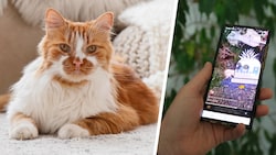 Vier Männer haben eine wehrlose Katze (Symbolbild) in Brixen auf grausame Weise getötet und das ...