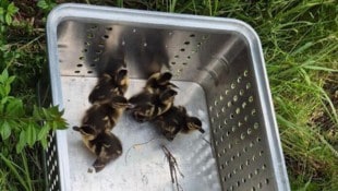 Die Entenbabys sind wohlauf.