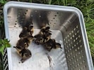 Die Entenbabys sind wohlauf.
