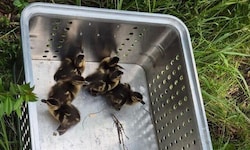 Die Entenbabys sind wohlauf.