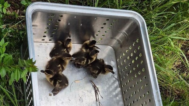 Die Entenbabys sind wohlauf.