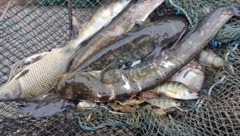 Fische aus Bodensee weisen besonders hohe PFOS-Werte aus.