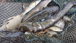 Fische aus Bodensee weisen besonders hohe PFOS-Werte aus.