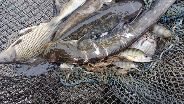 Fische aus Bodensee weisen besonders hohe PFOS-Werte aus.