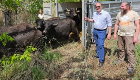 Der Verein Naturpark Leiser Berge bei der „Freilassung auf Zeit“ für die 14 fleißigen ...