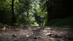 Erst auf einem Waldweg (Symbolbild) nahm die Flucht ein Ende.