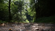 Erst auf einem Waldweg (Symbolbild) nahm die Flucht ein Ende.
