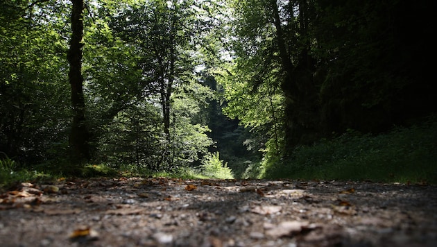 Erst auf einem Waldweg (Symbolbild) nahm die Flucht ein Ende.