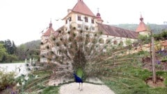 Das Beobachten der Pfaue im Park des Schlosses Eggenberg ist für viele Besucher ein Fixpunkt.