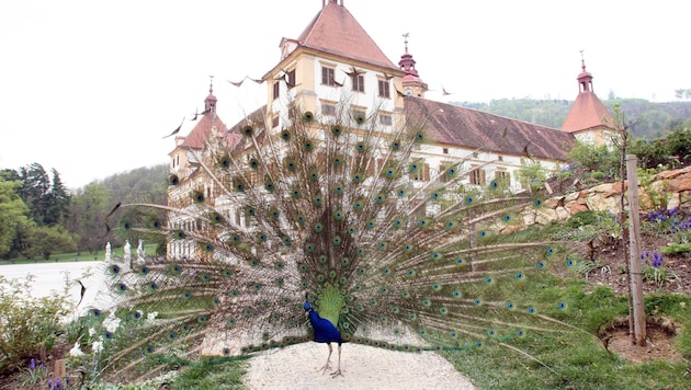 Das Beobachten der Pfaue im Park des Schlosses Eggenberg ist für viele Besucher ein Fixpunkt.