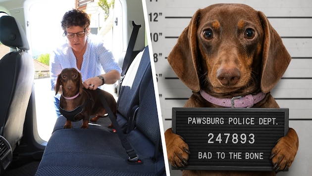 Evi Krismer sichert ihren Hund jetzt ordnungsgemäß. Ein Mugshot der „Täterin“ kursierte in den ...