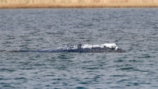 Der mehrmals gestrandete Buckelwal „Timmy“ im April vor der Insel Poel