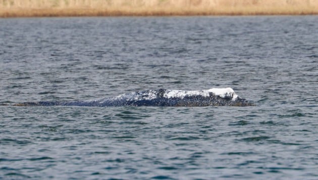Der mehrmals gestrandete Buckelwal „Timmy“ im April vor der Insel Poel