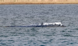 Der mehrmals gestrandete Buckelwal „Timmy“ im April vor der Insel Poel