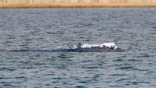 “Timmy,” the humpback whale that had stranded several times, off the island of Poel in April