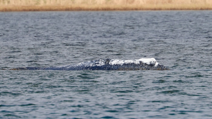 Der mehrmals gestrandete Buckelwal „Timmy“ im April vor der Insel Poel