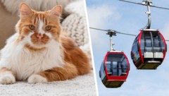 Die Katzen-Tötung sorgt weiter für Aufregung – ein Beschuldigter verlor inzwischen seinen Job ...